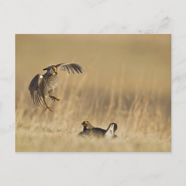 Carte Postale Tétras des prairies mâles au lek dans le comté de  (Devant)