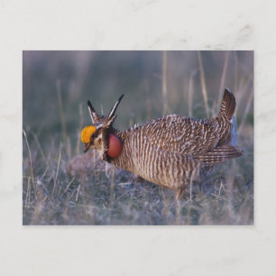 Carte Postale Tétras pâle, Tympanuchus