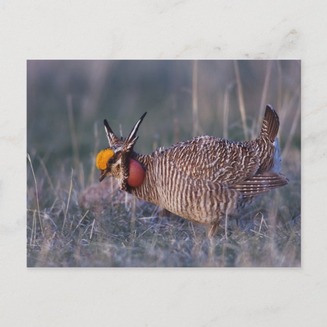 Carte Postale Tétras pâle, Tympanuchus (Devant)