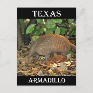 Carte Postale Texas Armadillo