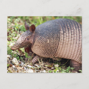 Carte postale Texas Armadillo #3