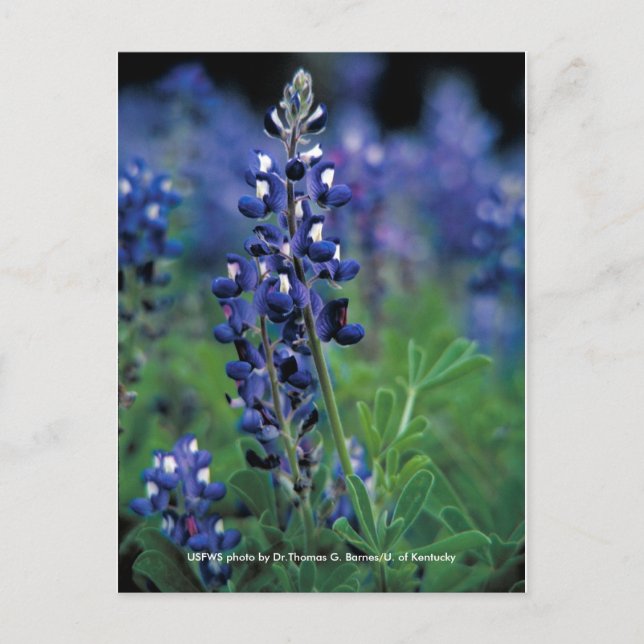 Carte postale / Texas Bluebonnet (Devant)