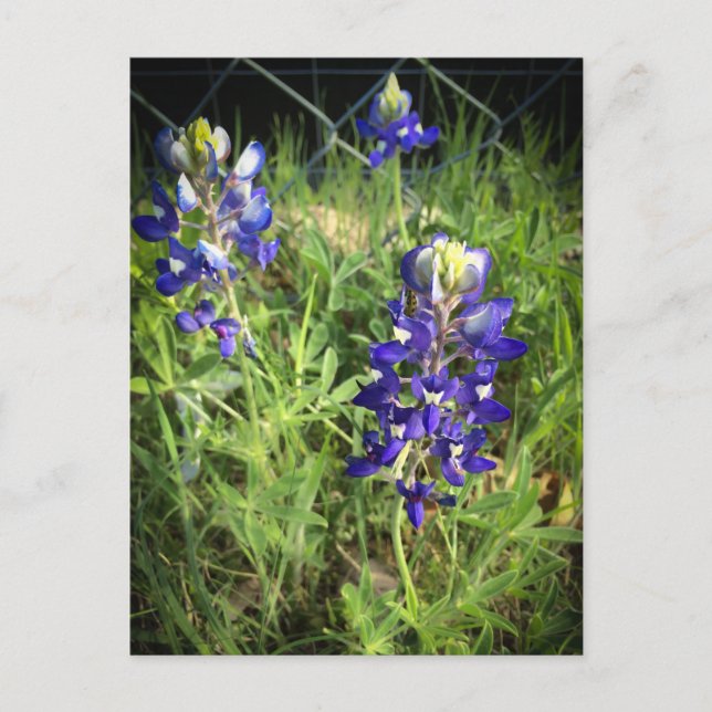 Carte Postale Texas Bluebonnet (Devant)