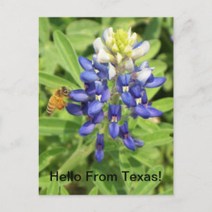 Carte postale Texas Bluebonnet