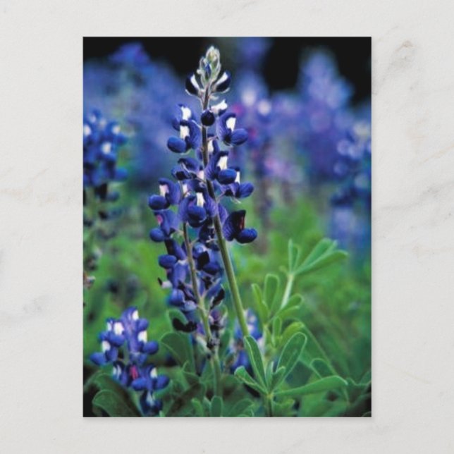 Carte Postale Texas Bluebonnet (Devant)