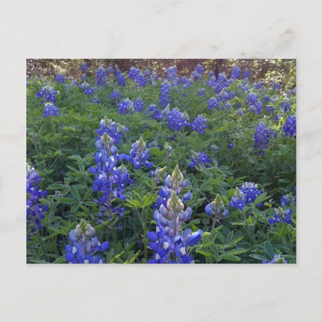 CARTE POSTALE TEXAS BLUEBONNETS (Devant)