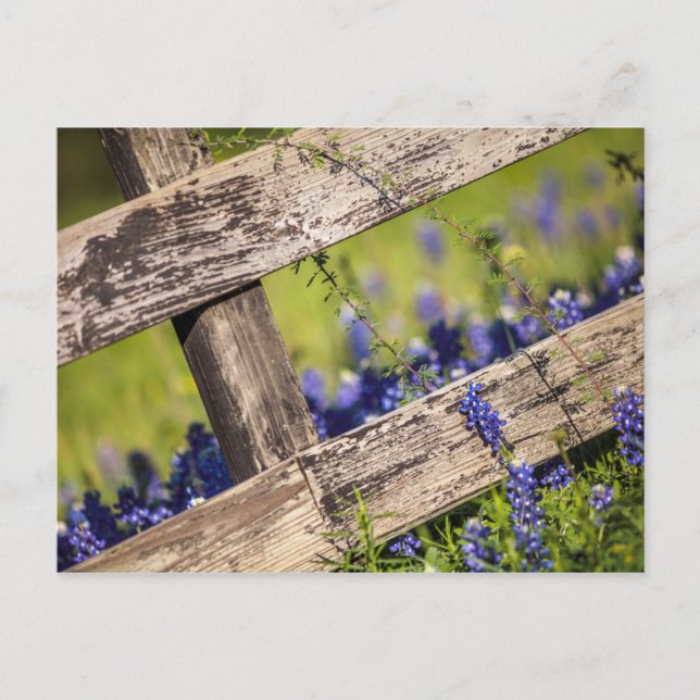 Carte Postale Texas Bluebonnets Autour D'Une clôture De Campagne (Devant)