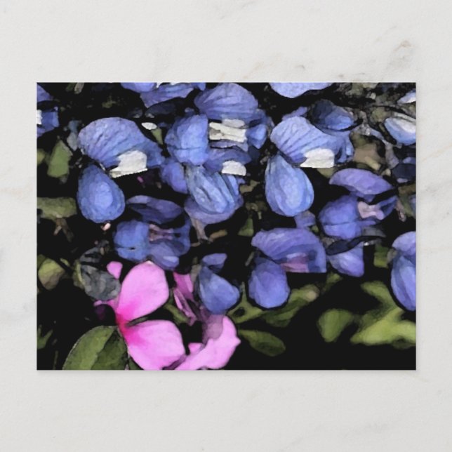 Carte Postale Texas Bluebonnets Closeup (Devant)