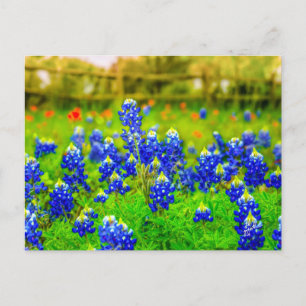 Carte Postale Texas Bluebonnets Indian Paintbrush Floral