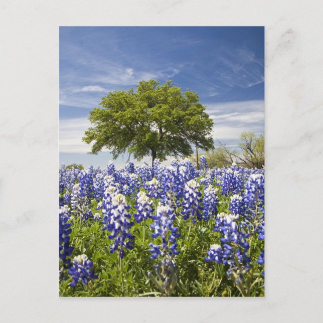 Carte Postale Texas bluebonnets (lupinus texensis) et chêne (Devant)