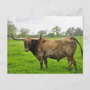 Carte Postale Texas Burn Orange Longhorn Steer