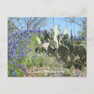 Carte postale Texas Fleurs sauvages & Cactus Sou