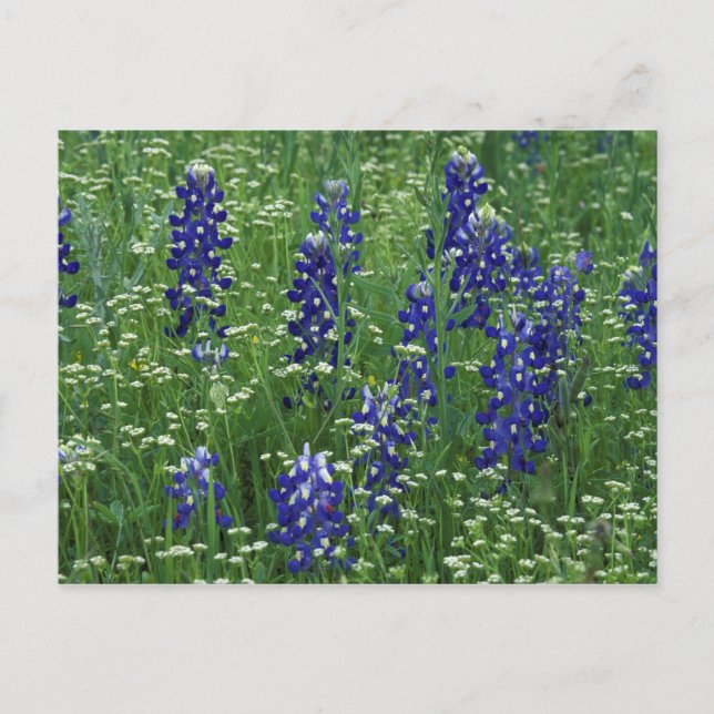 Carte Postale Texas, Lac Buchanan. Texas Bluebonnet et Wild (Devant)