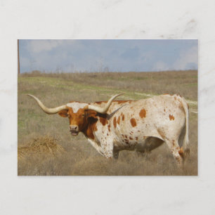 Carte Postale Texas Long Horn