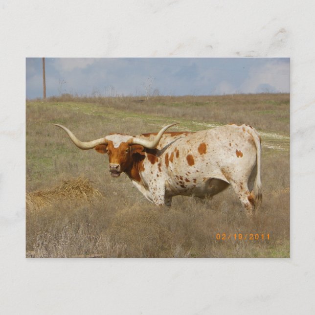 Carte postale Texas Long Horn (Devant)
