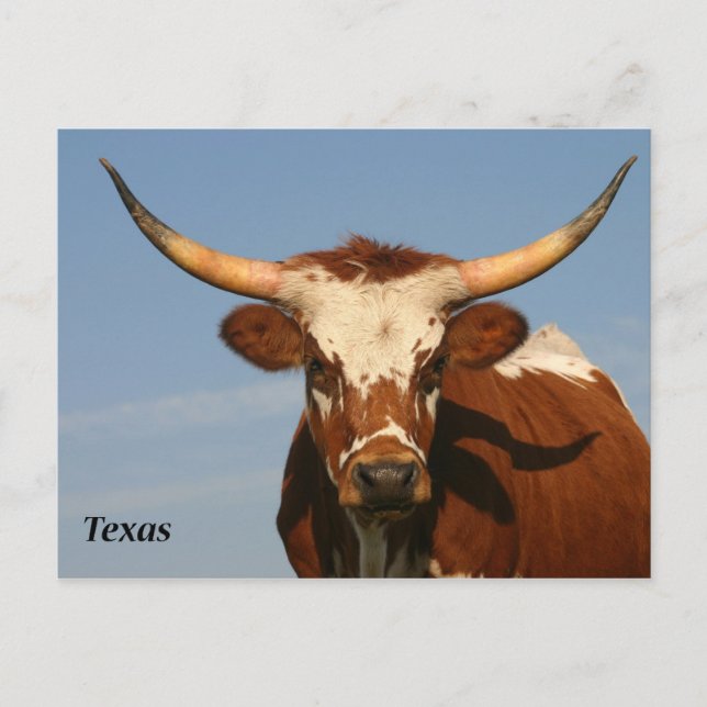 Carte Postale Texas Longhorn (Devant)
