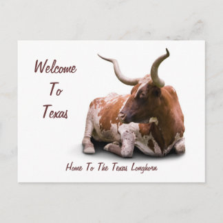 Carte postale Texas Longhorn