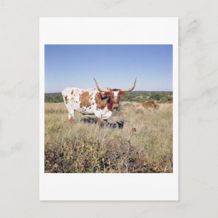 Carte Postale Texas Longhorn Breed (photo)