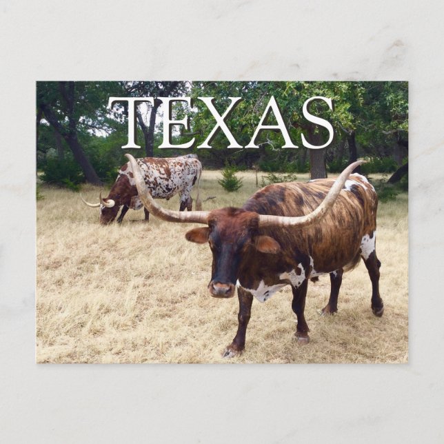 Carte postale Texas Longhorn Cattle (Devant)