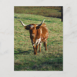 Carte Postale Texas Longhorn Cattle Cow Photo Russe