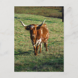 Carte Postale Texas Longhorn Cattle Cow Photo Russe