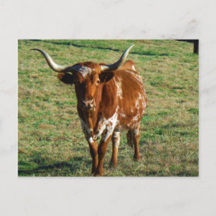 Carte Postale Texas Longhorn Cattle Cow Photo Russe