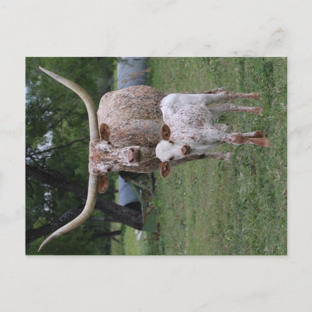 Carte Postale Texas Longhorns (Devant)