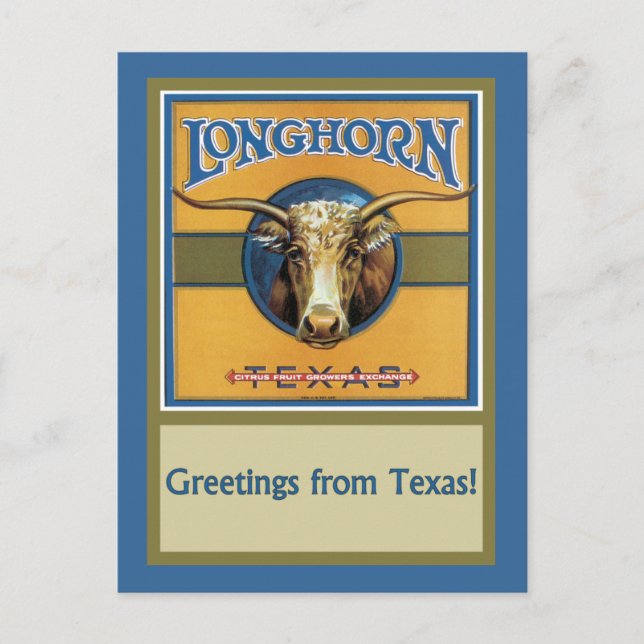 Carte Postale Texas Steer Longhorn (Devant)