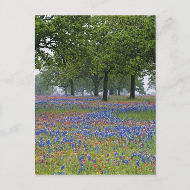 Carte Postale Texas, Texas Hill Country, Texas Paintbrush (Devant)