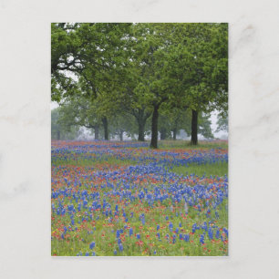 Carte Postale Texas, Texas Hill Country, Texas Paintbrush et