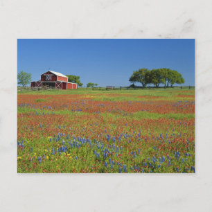 Carte Postale Texas, Texas Hill Country, Texas pinceau