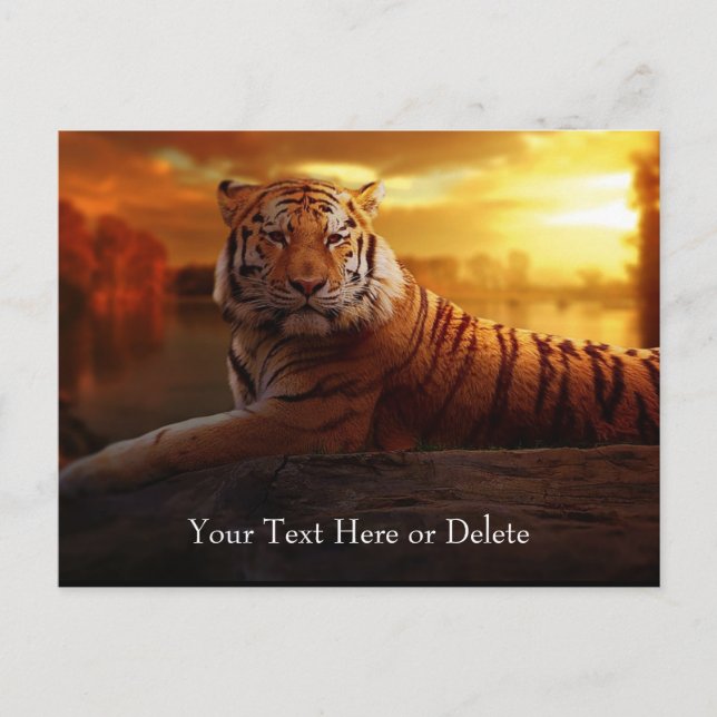 Carte Postale Texte Personnalisé Superbe Orange Wild Tiger Gold  (Devant)