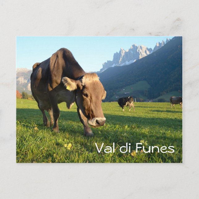 Carte postale texte Vache en Val di Funes (Dolomit (Devant)