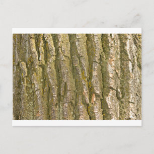 Carte Postale Texture de l'écorce d'arbre de coton