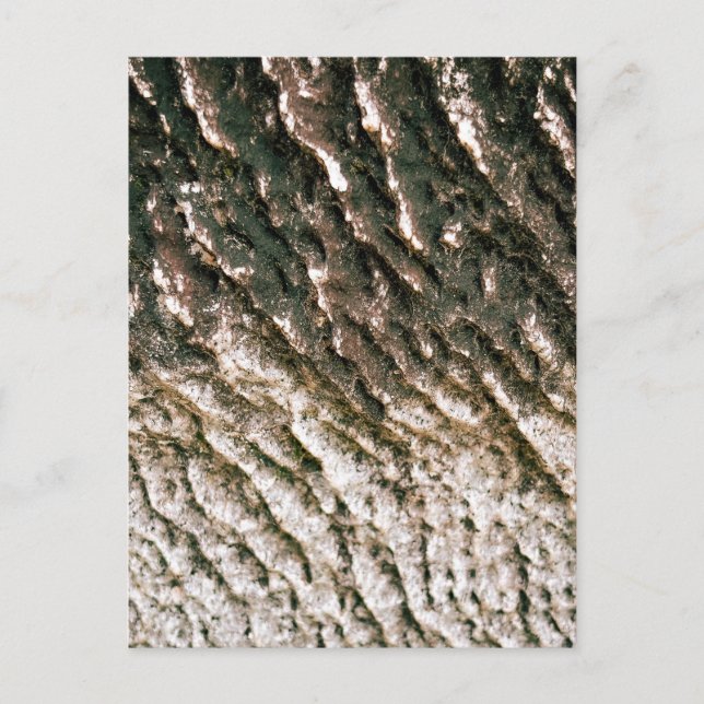 Carte Postale Texture de l'écorce d'arbre profondément cannelée  (Devant)