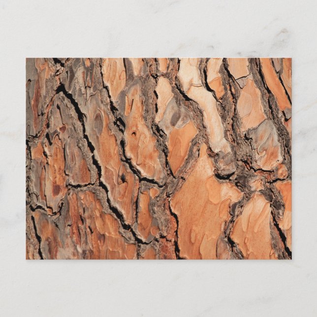 Carte Postale Texture de l'écorce de pin (Devant)
