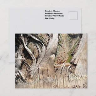Carte Postale Texture de tronc de palmier dattier en gros plan P