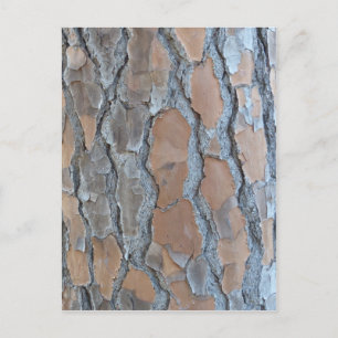 Carte Postale texture d'écorce d'arbre