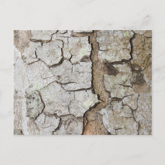 Carte Postale texture d'écorce d'arbre (Devant)