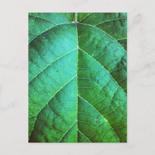 Carte postale Texture feuille verte (Devant)
