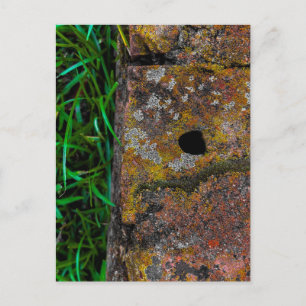 Carte Postale Texture Naturelle près de Milledgeville Géorgie