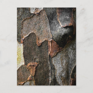 Carte Postale Textures complexes de l'écorce d'arbre à Athens, G