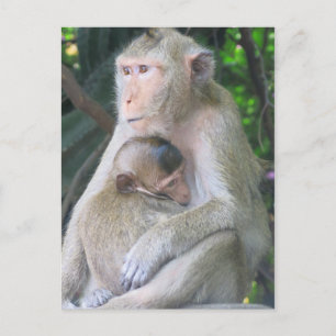 Carte Postale Thaïlande Monkey Mother and Child Hug