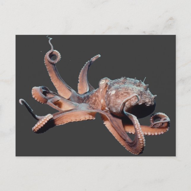 Carte Postale Thang Octopus-Wild (Devant)
