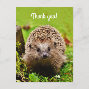 Carte Postale "Thank you ! Personnalité de Little Hedgehog