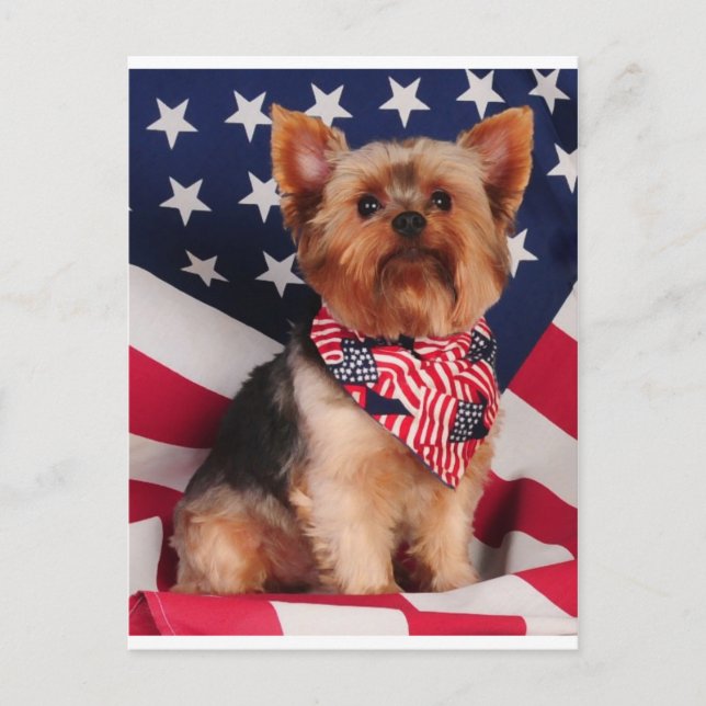 Carte Postale The American Yorkie (Devant)