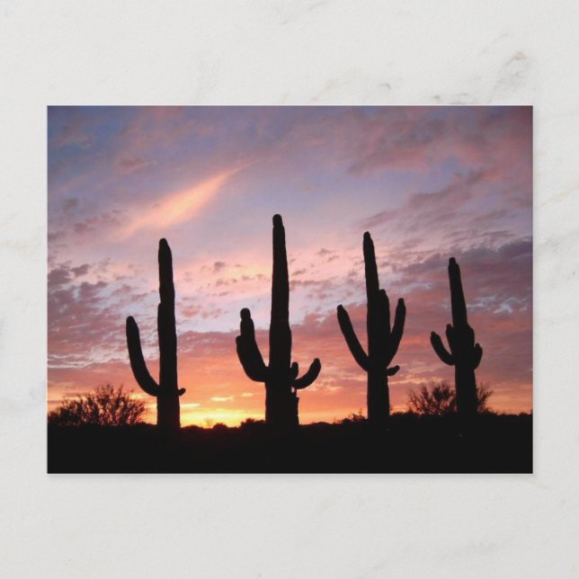 Carte Postale "The Arizona Show" (Devant)