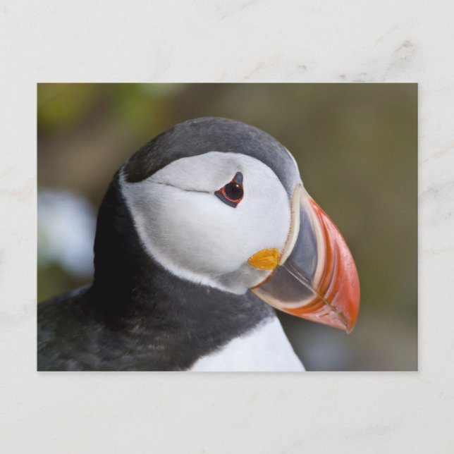 Carte Postale The Atlantic Puffin, a pelagic seabird, shown (Devant)