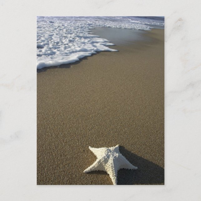 Carte Postale The Beach Post Card (Devant)