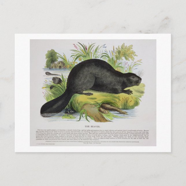 Carte Postale The Beaver, pub d'illustration pédagogique. par S. (Devant)